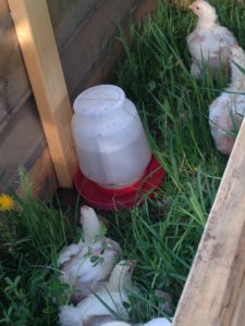chicks