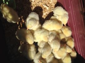 chickslitt