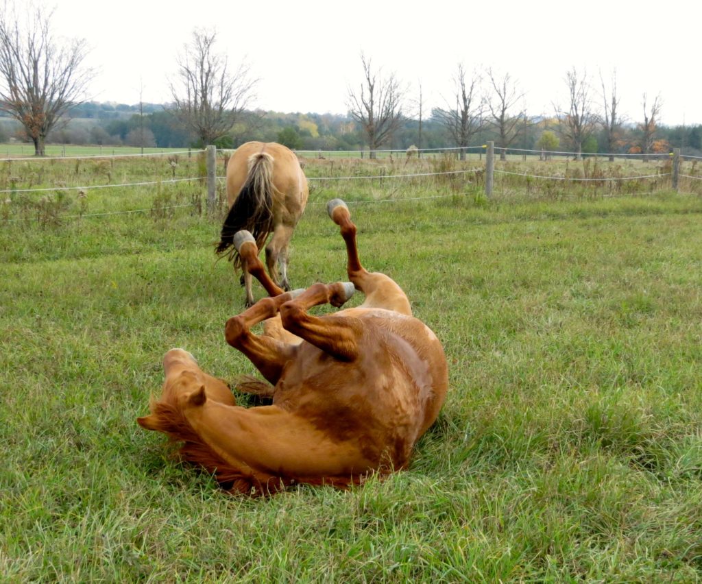 Rotational Grazing – exciting for animals and farmers Rotational Grazing – exciting for animals and farmers